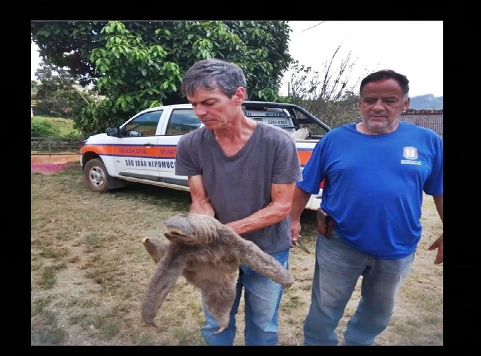 Bicho Pregui A Resgatado Na Estrada Rural Entre Descoberto E