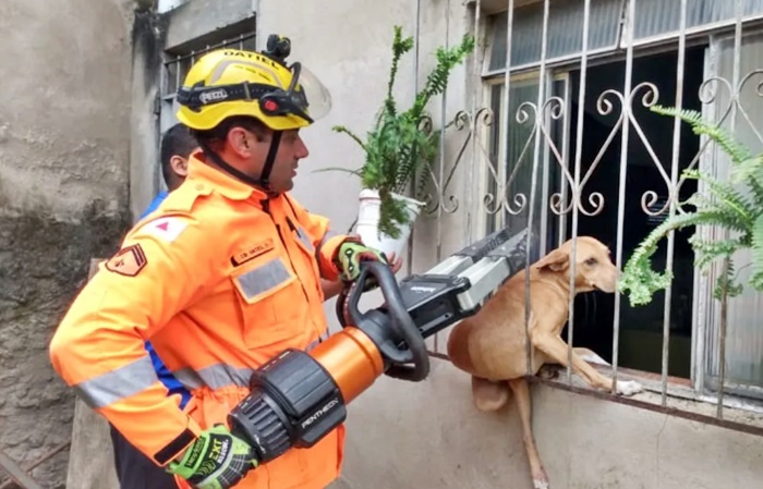 Resgatado cavalo preso em “mata-burro” – Barbacena Online